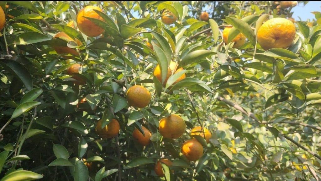Shibchar citrus orchard