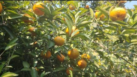 Madaripur farmer shows potential with orange Shibchar citrus orchard