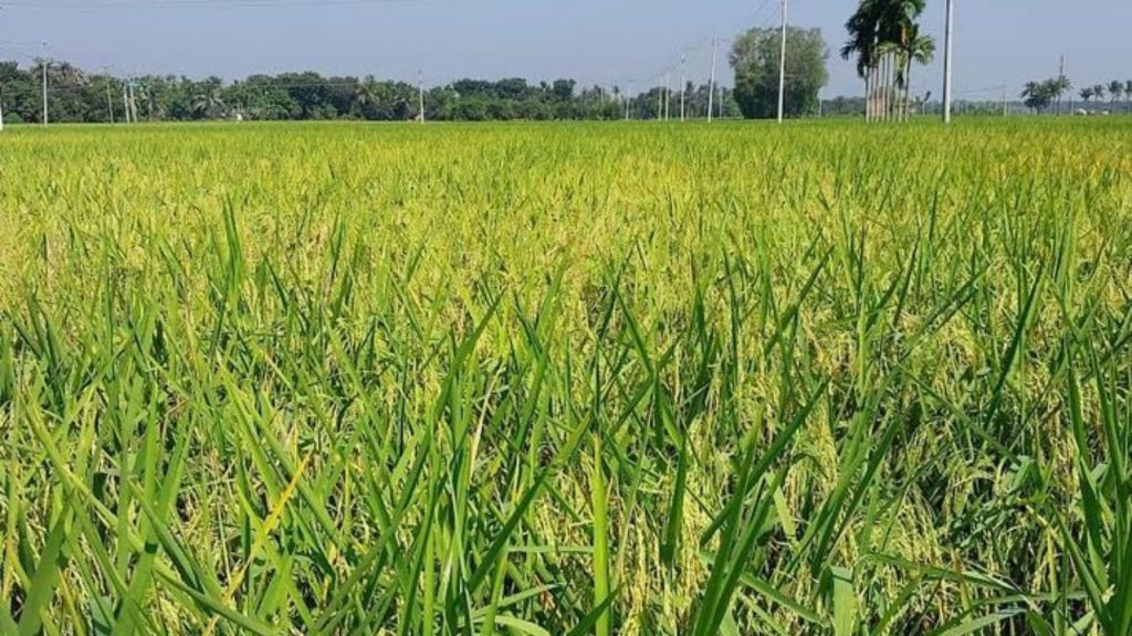 Aman paddy cultivation in full swing across Birganj upazila paddy