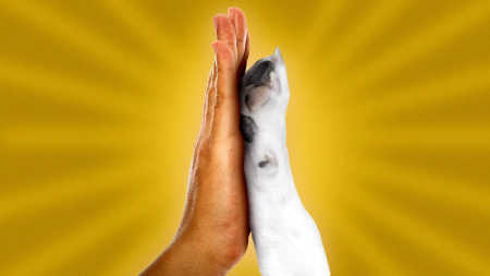 The healing power of pets Pet