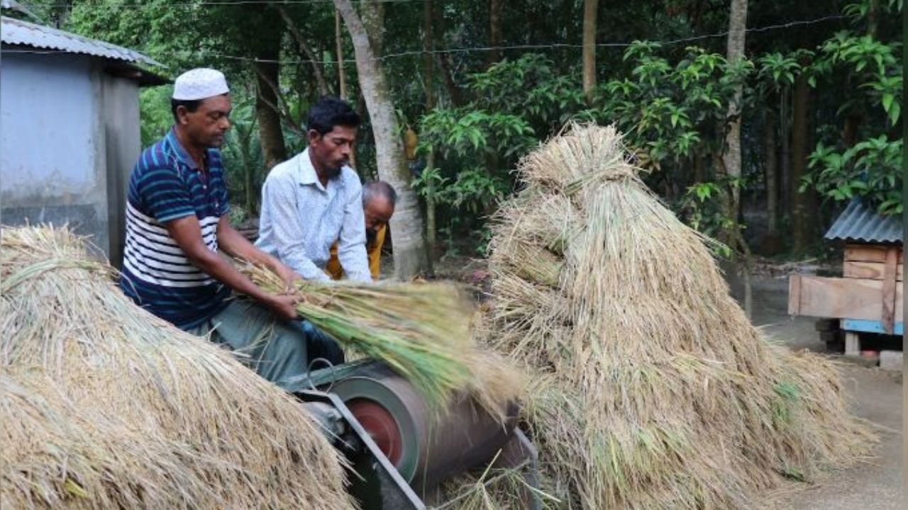 Golden fields, sweet fragrance: Dinajpur vibrant with Nabanna Utsab