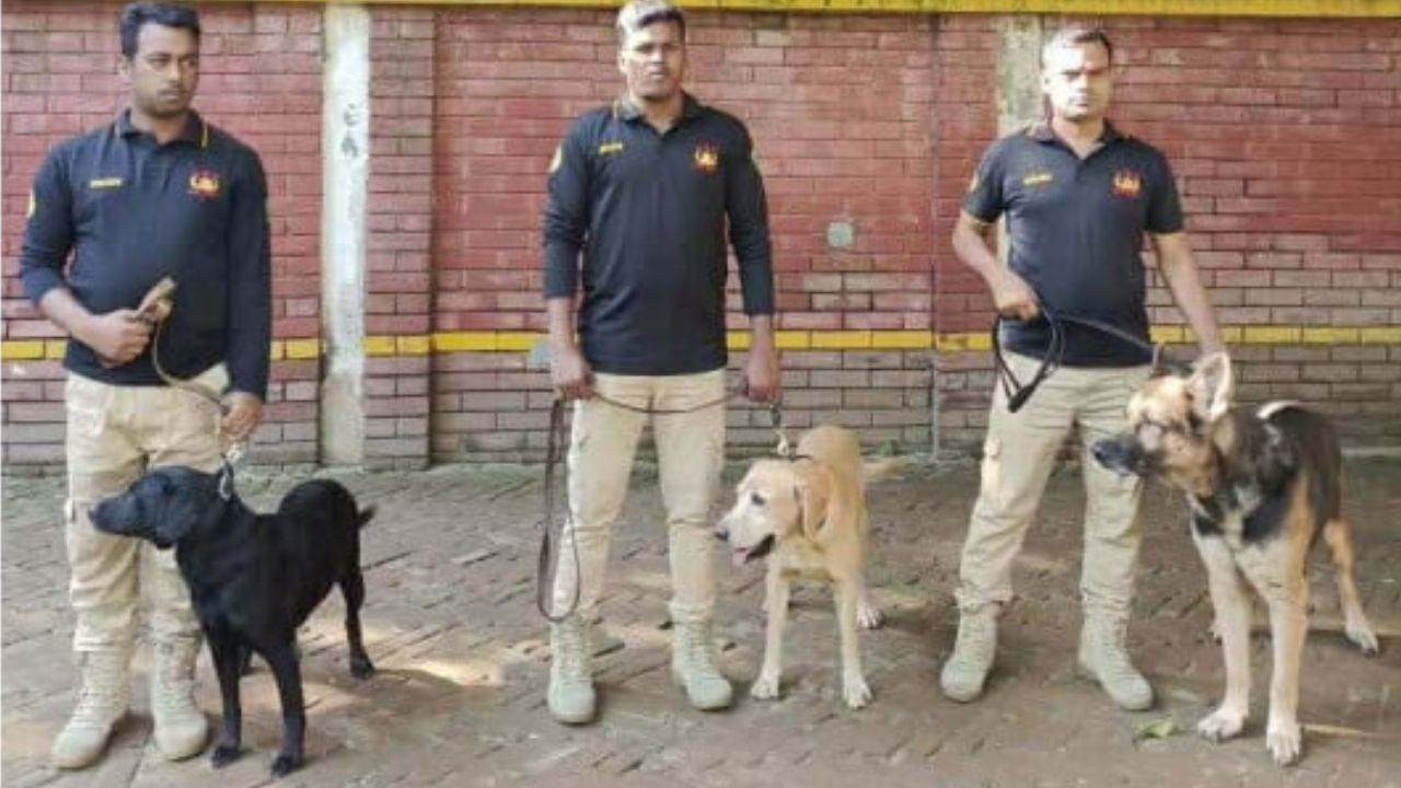 DMP to auction three K-9 dogs on 25 November
