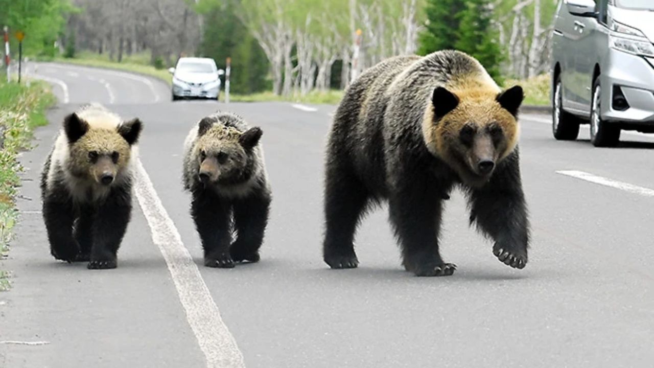 From forests to farmlands: Japan deploys troops amid surge in bear attacks