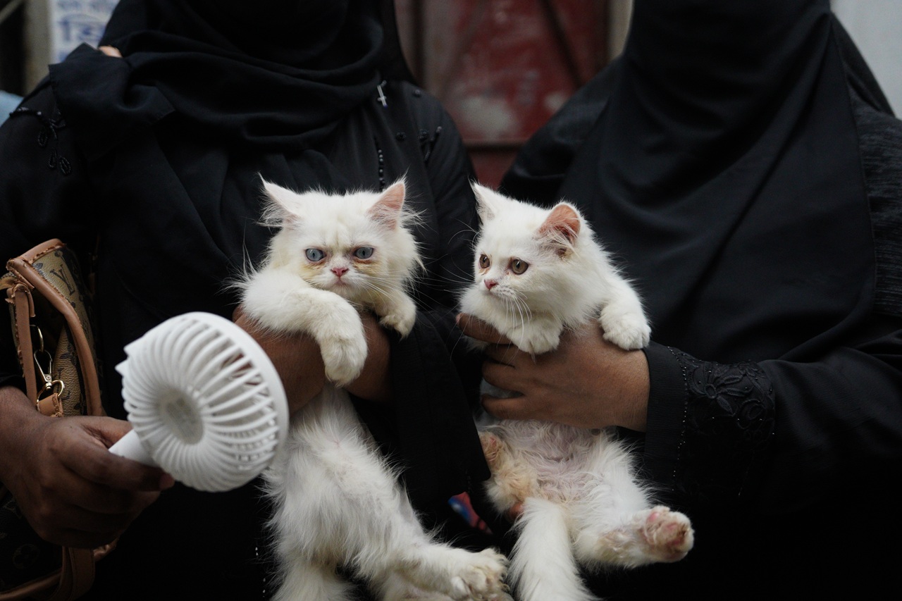 Cats