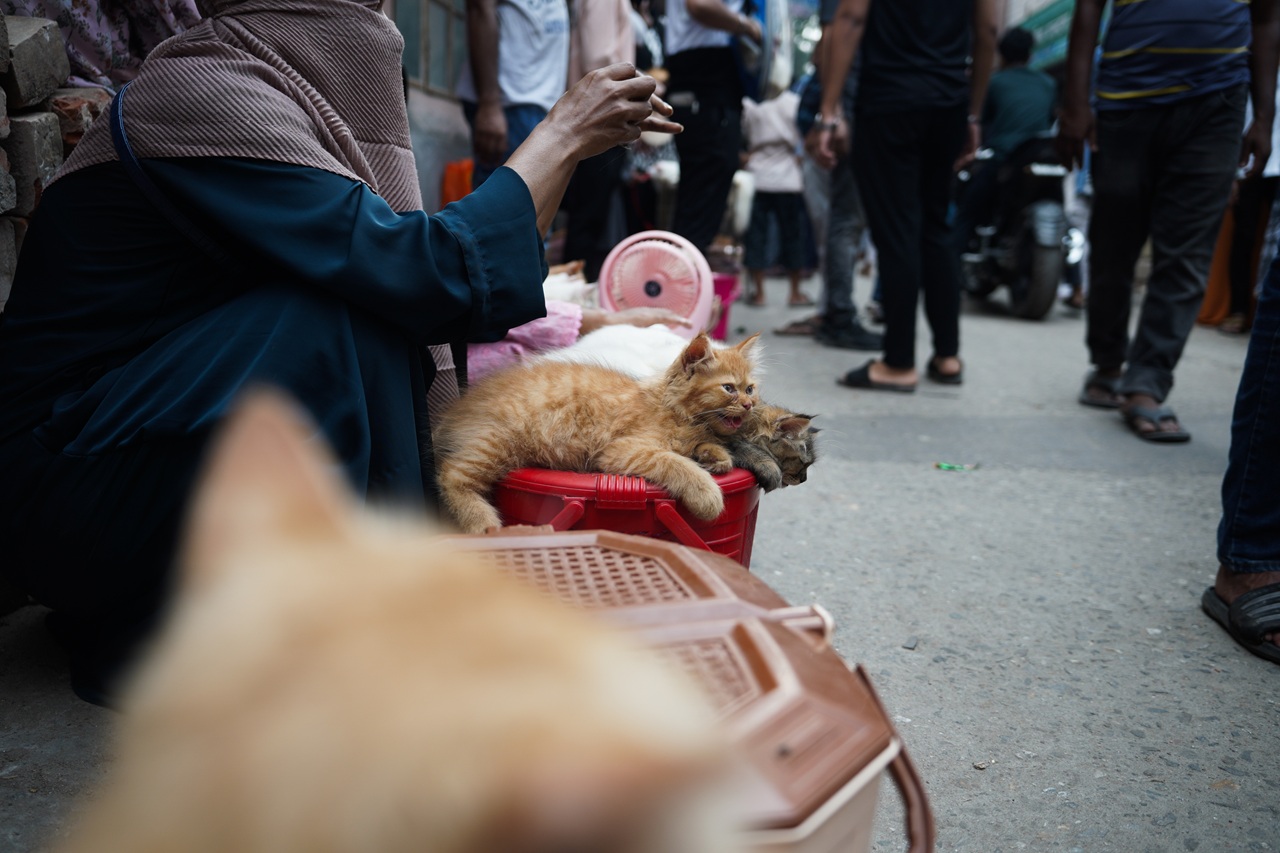Cat