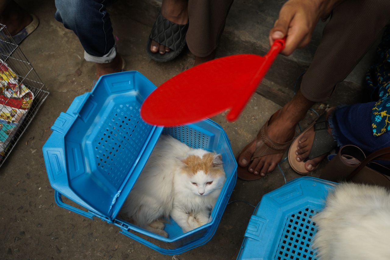 Cat