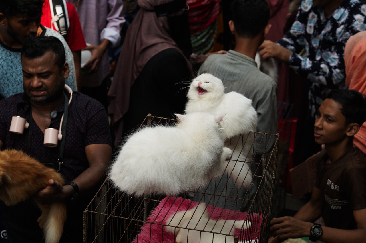 Cats