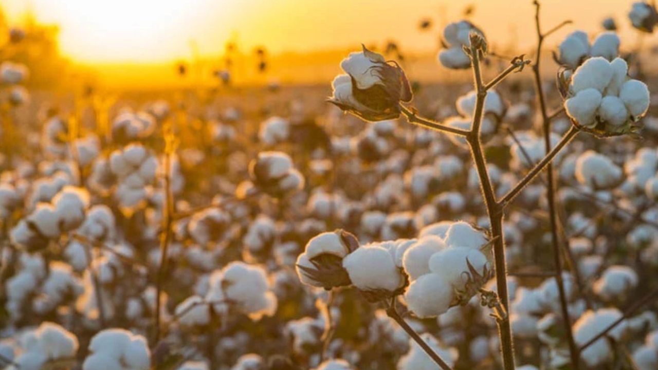Bangladesh can triple US cotton imports, says BGMEA chief