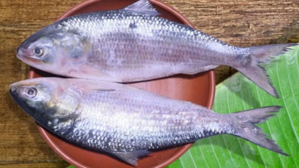 Hilsa