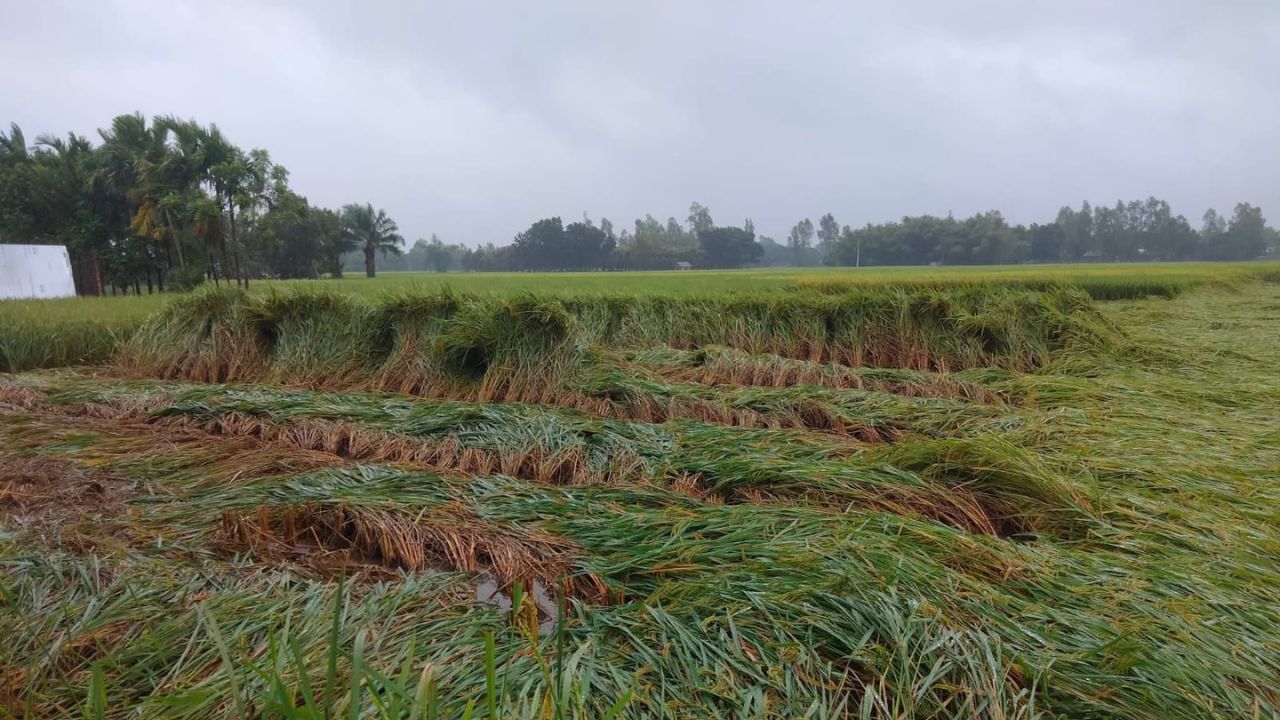 Heavy rain submerges Aman fields in Dinajpur, farmers face losses