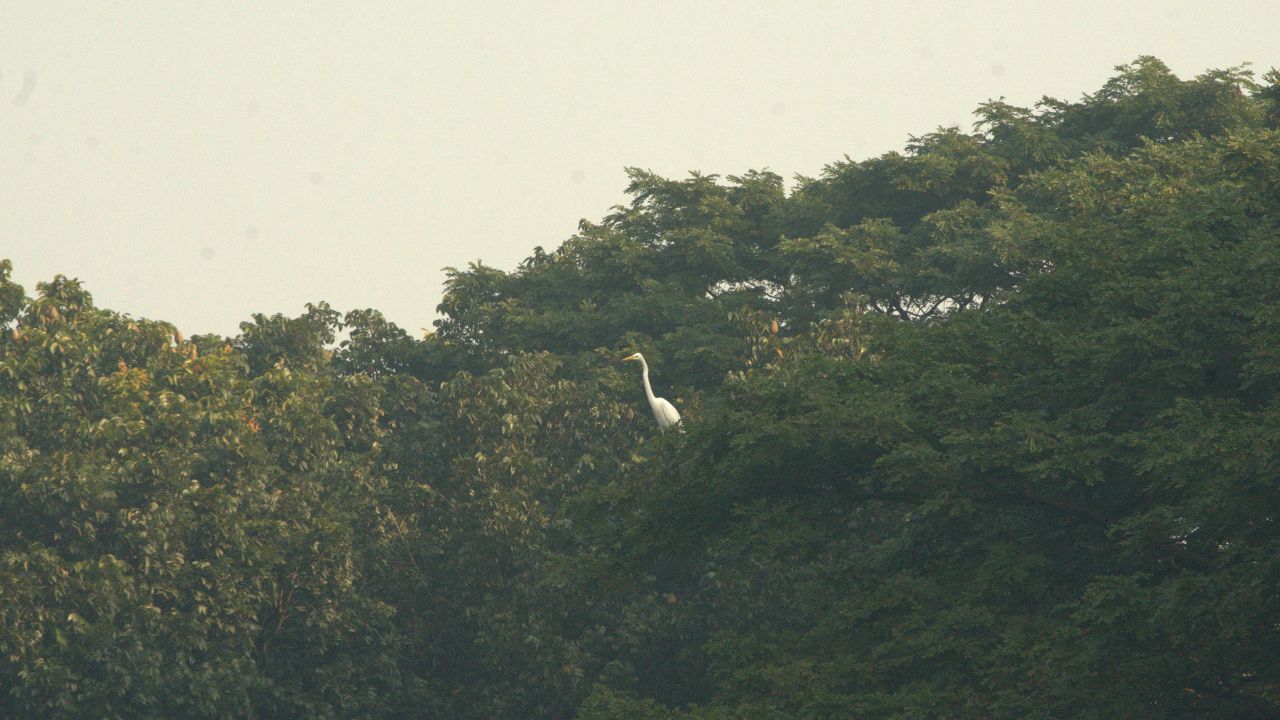 JU’s vanishing bird paradise