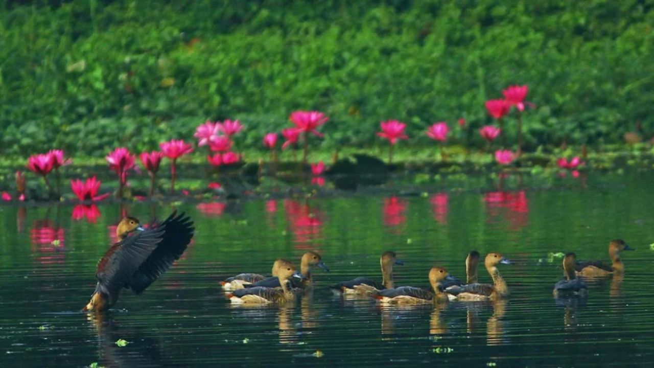 Jucsu launches Monpura Lake renovation to welcome migratory birds