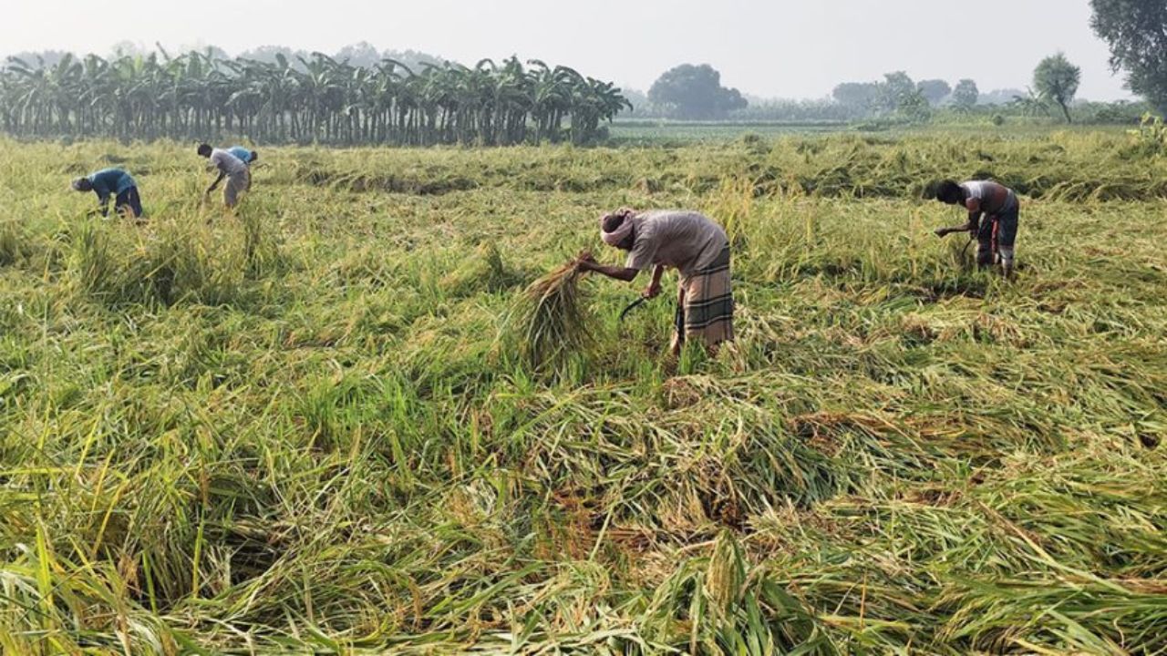Crops worth Tk10cr damaged by untimely rain in Rajshahi