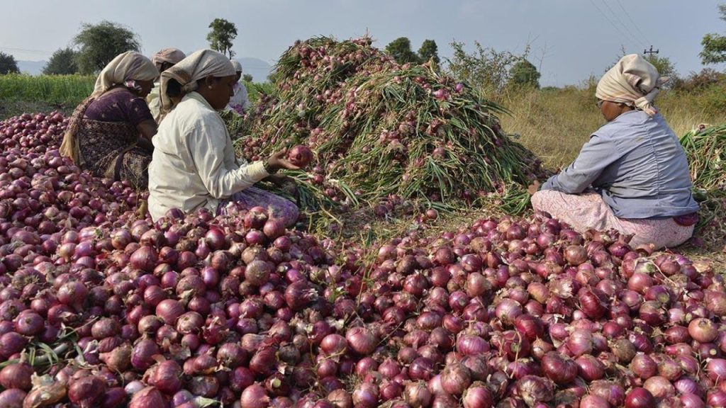 Shailkupa onion farmers forced to buy seed at double price Farmers