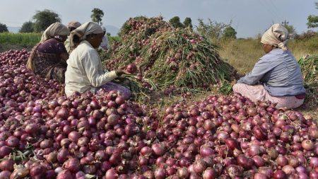 Shailkupa onion farmers forced to buy seed at double price Farmers