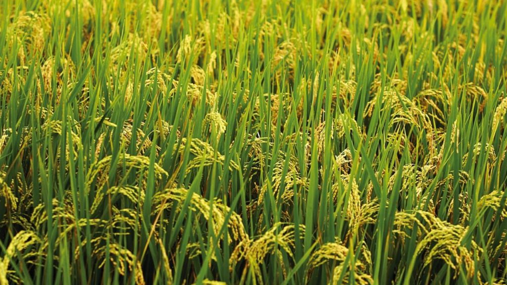Aroma of Aman rice