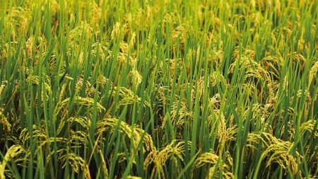 Aroma of Aman rice fills air as farmers reap harvest Aroma of Aman rice