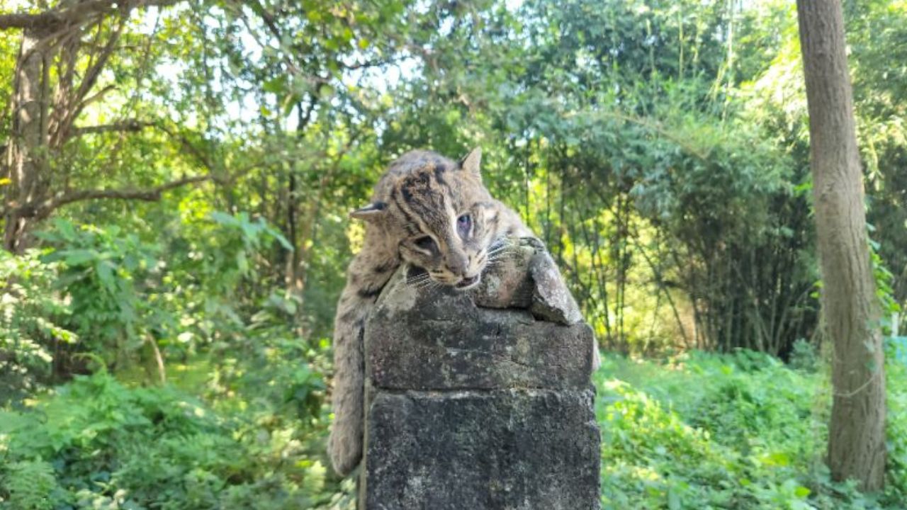 Wounded fishing cat dies after rescue in Manikganj