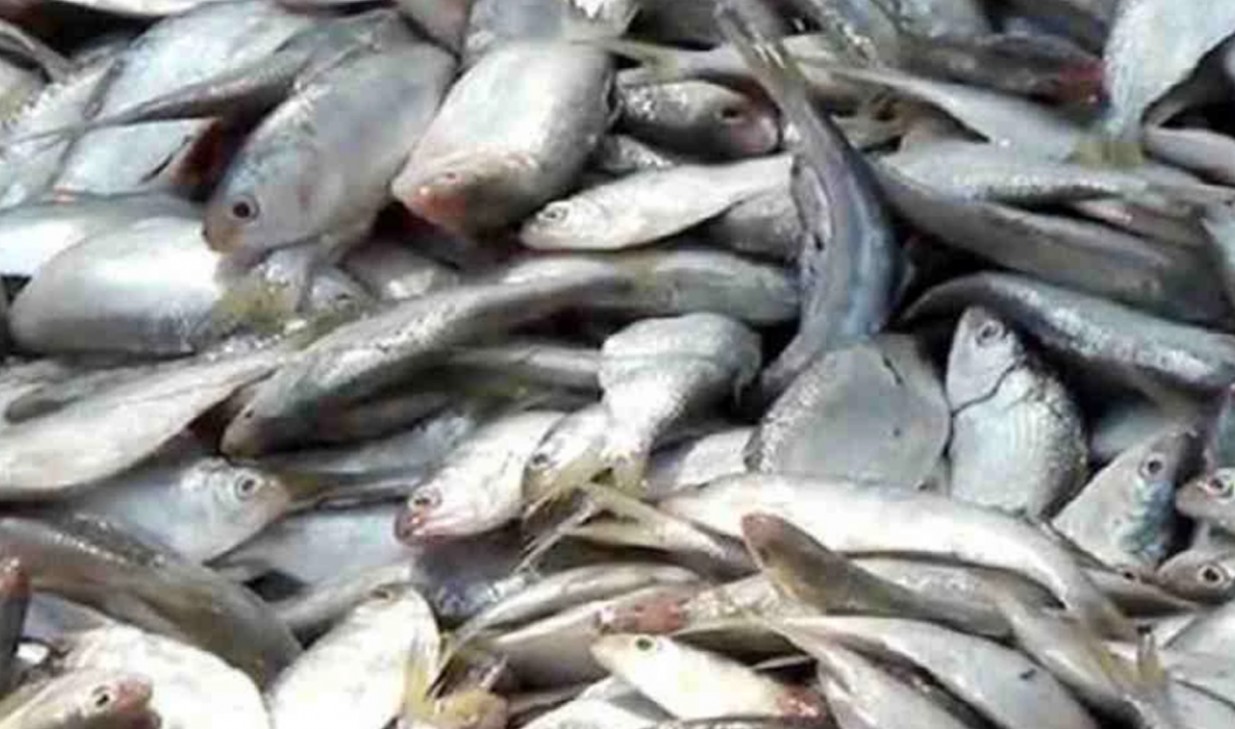 8-month ban on jatka catching starts