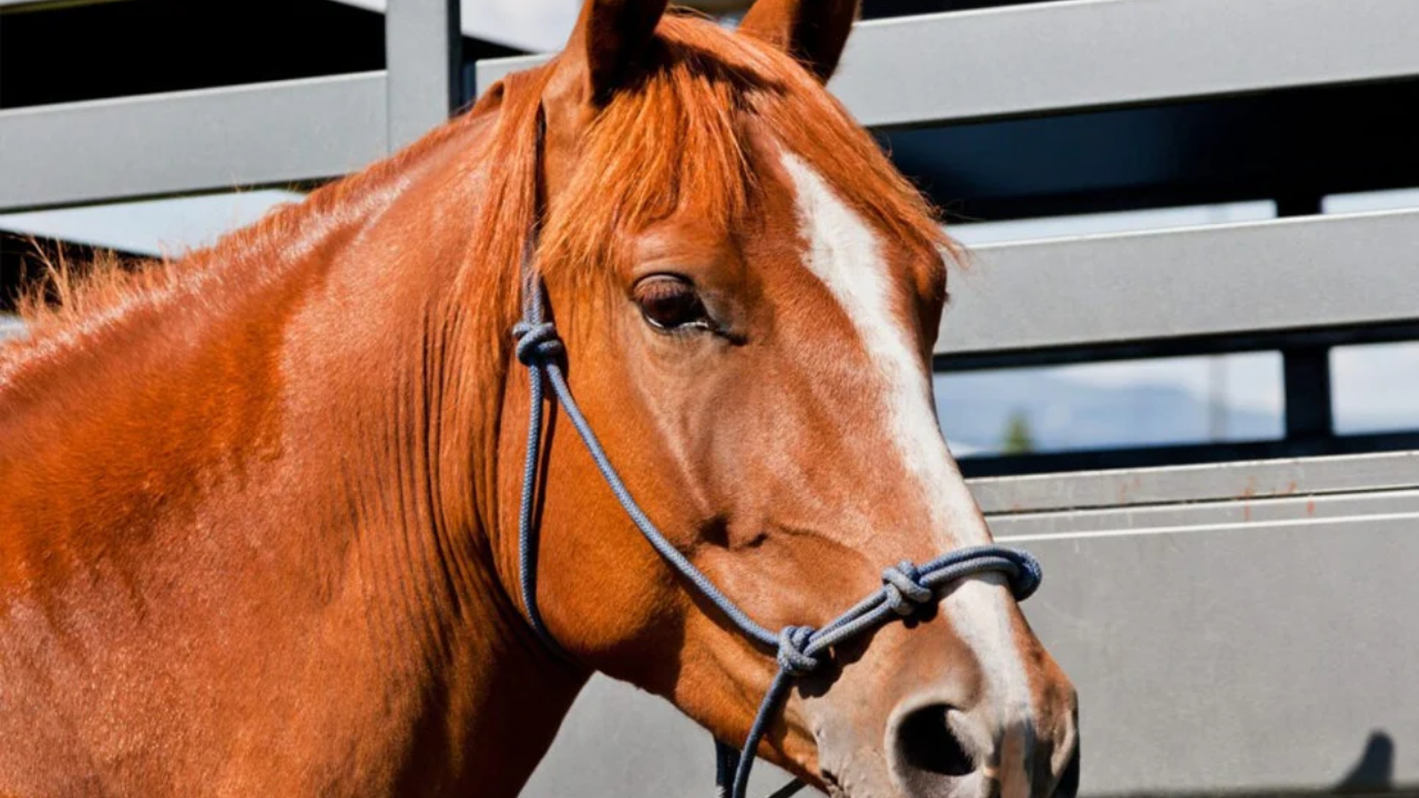 Horse meat seized, 37 sick horses rescued in Gazipur raid