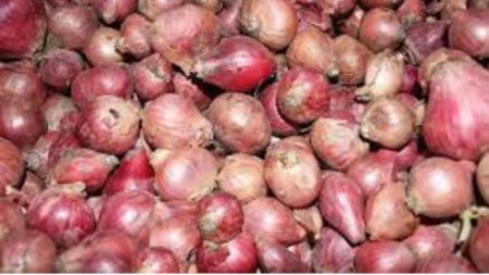 India’s onion exports