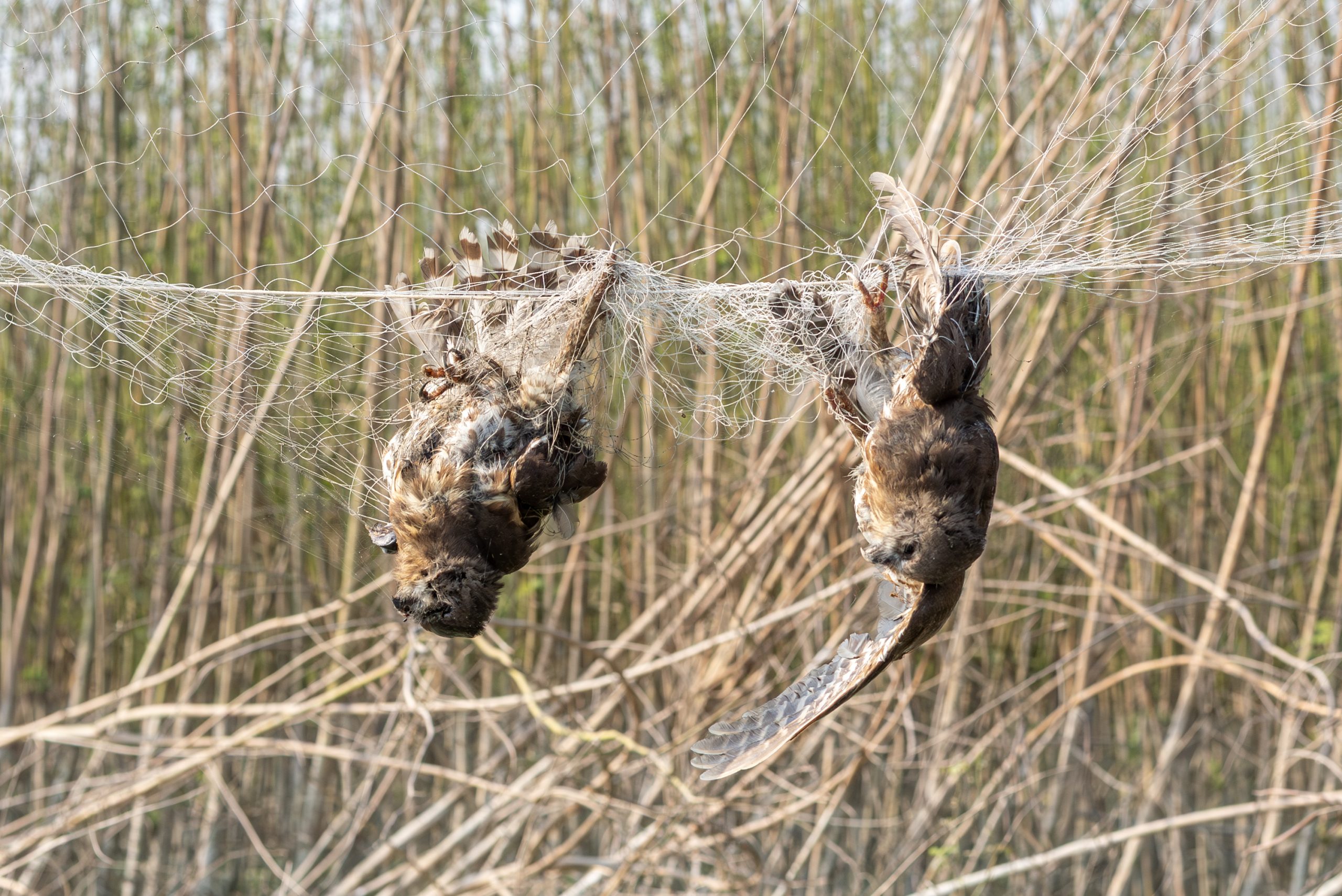 Illegal bird hunting threatens biodiversity