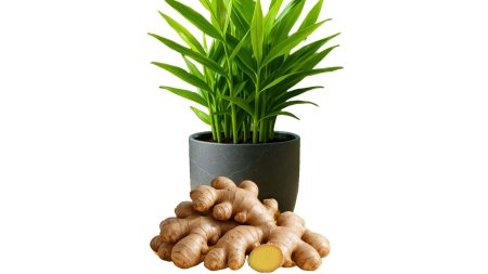 Ginger/A small root with legacy Ginger: A small root with legacy
