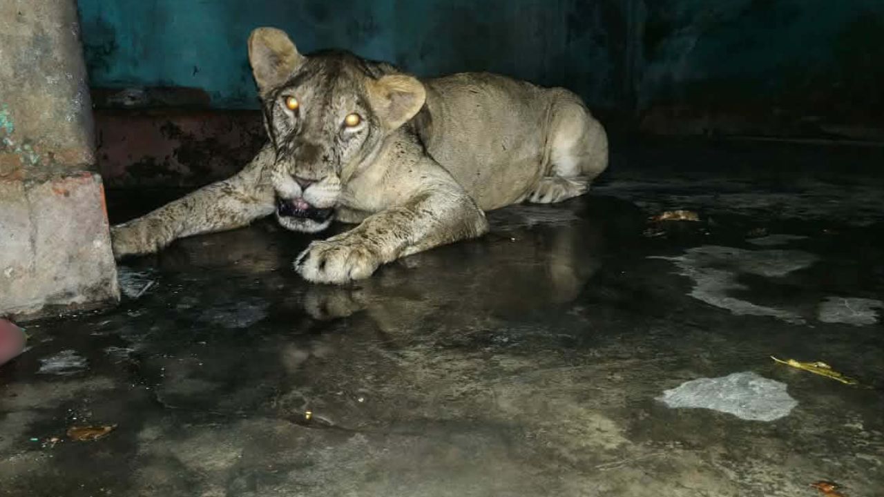 Lioness escapes, returns safely after 2hrs roam at Mirpur Zoo