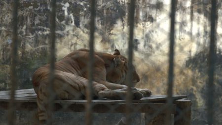 Caged lives/The silent suffering inside National Zoo National Zoo