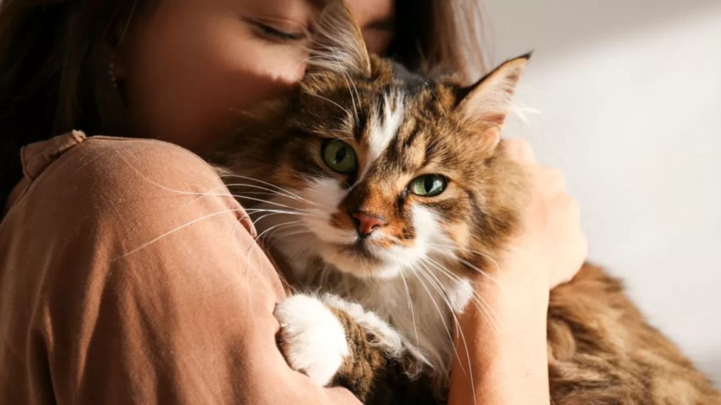 pet