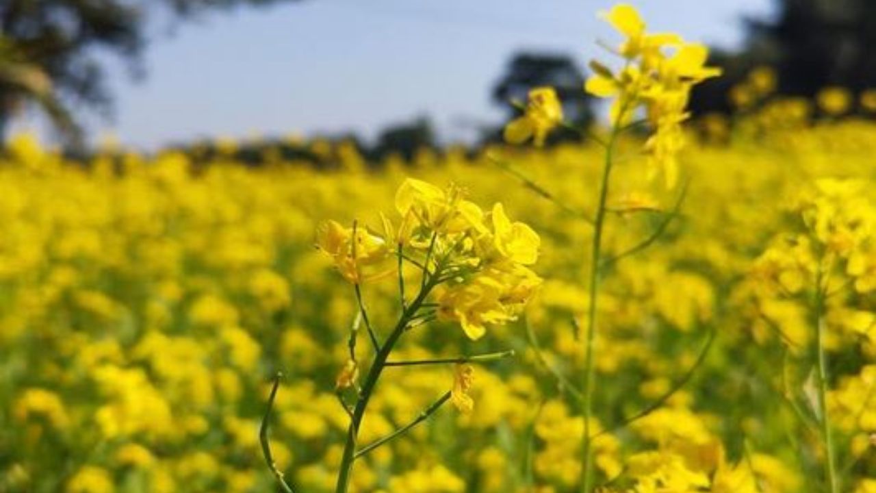 Sirajganj’s mustard fields bloom into golden seas