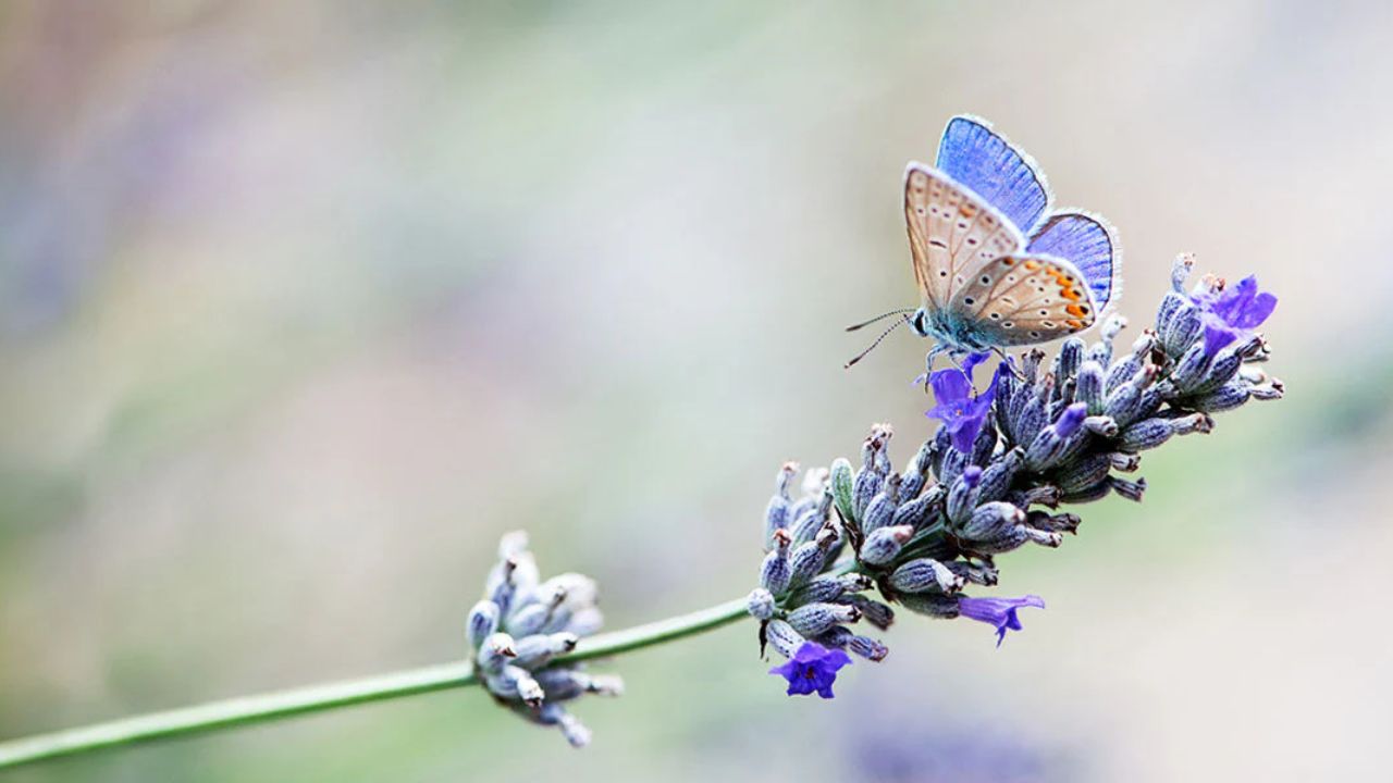 JU to host butterfly fair on Friday