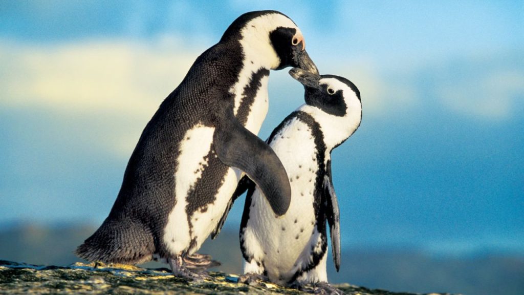 Climate change-driven sea ice loss is killing Emperor penguins African Penguin
