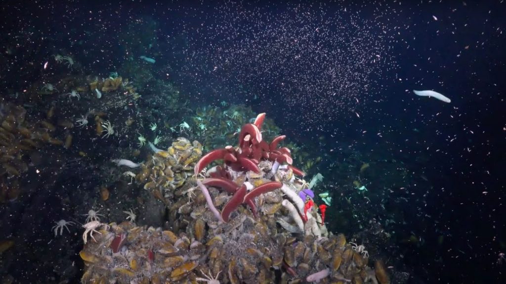 undersea mountains