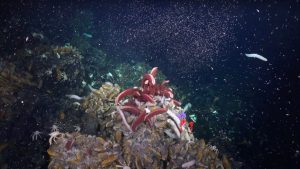 Thriving ecosystems on hidden undersea mountains undersea mountains