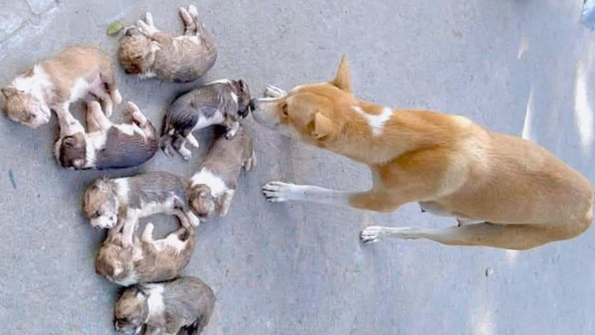 The Ishwardi puppy tragedy: A mirror to our compassion and its contradictions