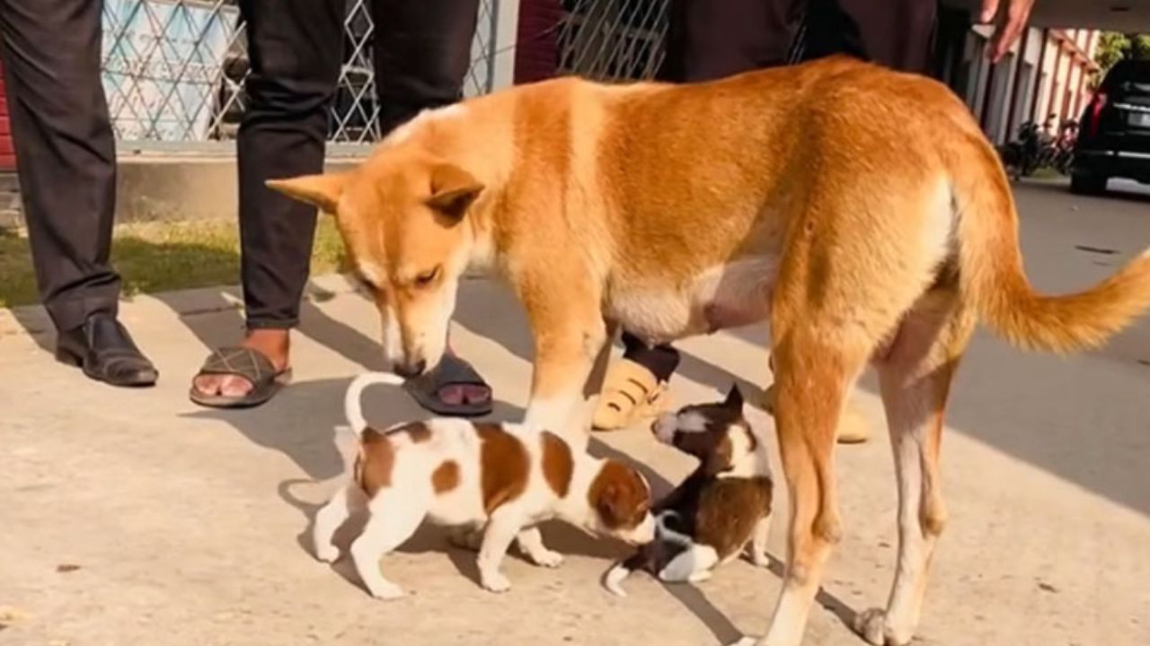 Tom’s story finds light: Pabna’s grieving dog adopts two pups