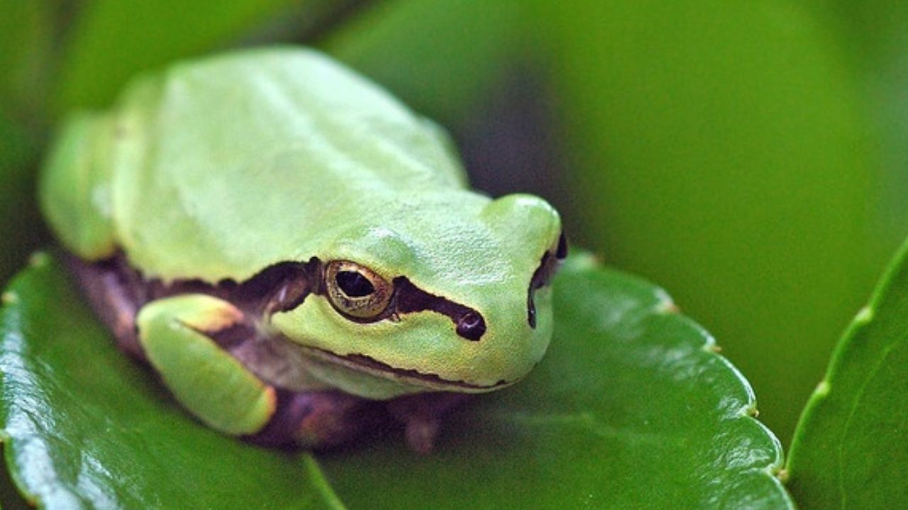 Novel bacterial treatment from frogs destroys colorectal cancer