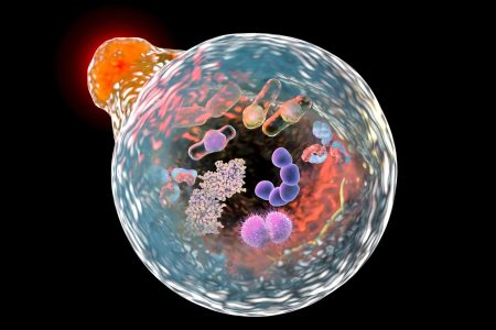 Autophagy