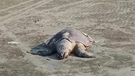 Eight mother turtles washed ashore dead in a month mother sea turtles dead