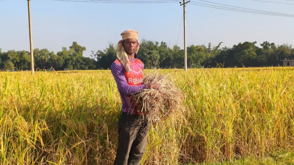 Feni Aman farmers fear losses amid low market prices Farm loans