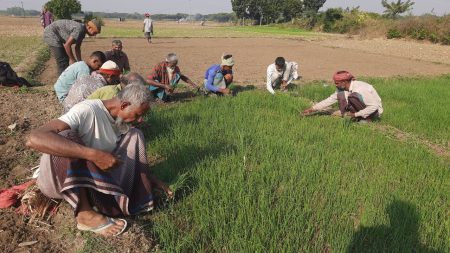 Onion farmers across Magura