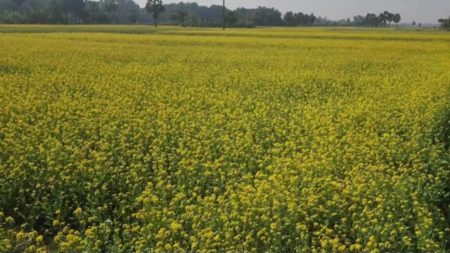 Mustard bloom redraws Narail’s rural landscape Mustard bloom in Narail