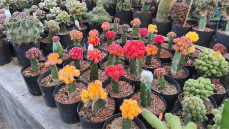 Madaripur horticulture centre showcases 200 cactus species Madaripur horticulture cactus species