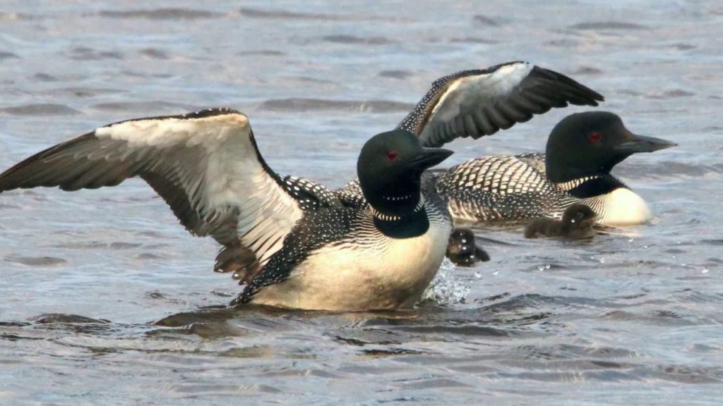 Maine waterbirds