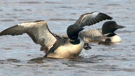 Maine waterbirds