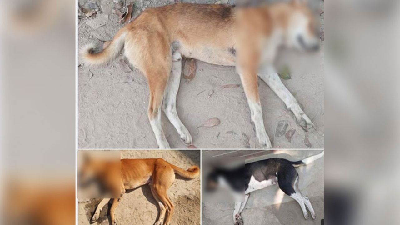 3 pet dogs ‘poisoned’ in Pabna, owner alleges