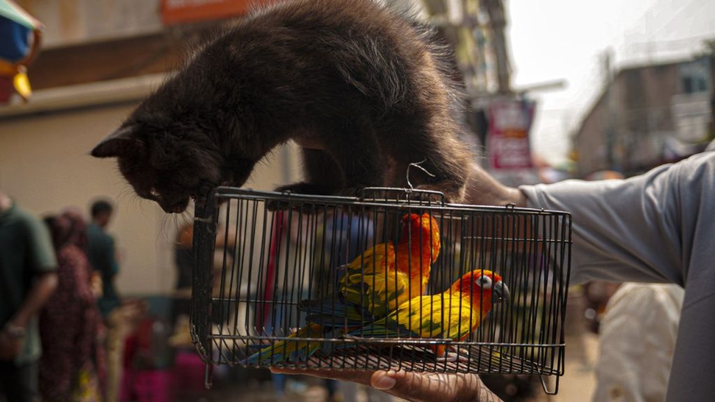 Pet bird trade