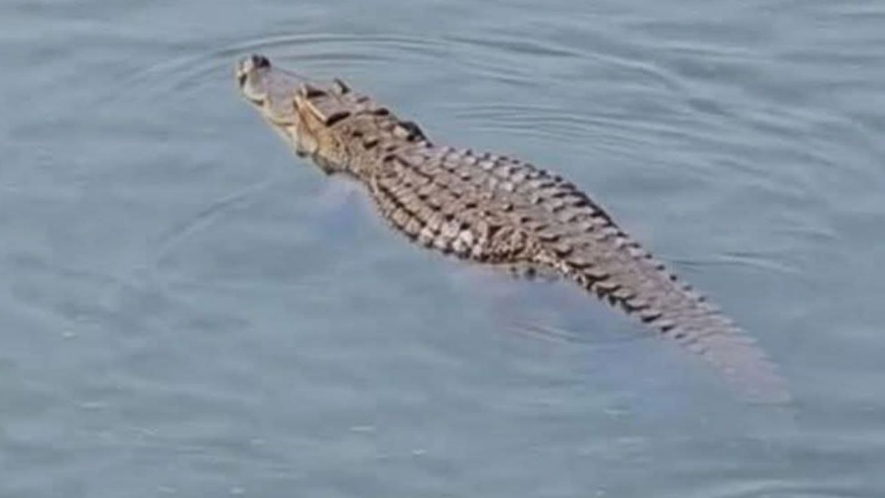 Crocodile sighting in Padma River sparks panic in Rajbari