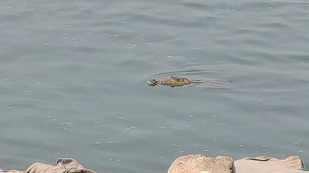 Padma crocodile sighting sparks panic in Rajbari